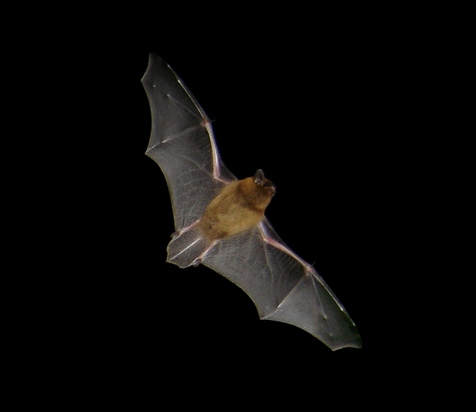 Soirée chauves-souris